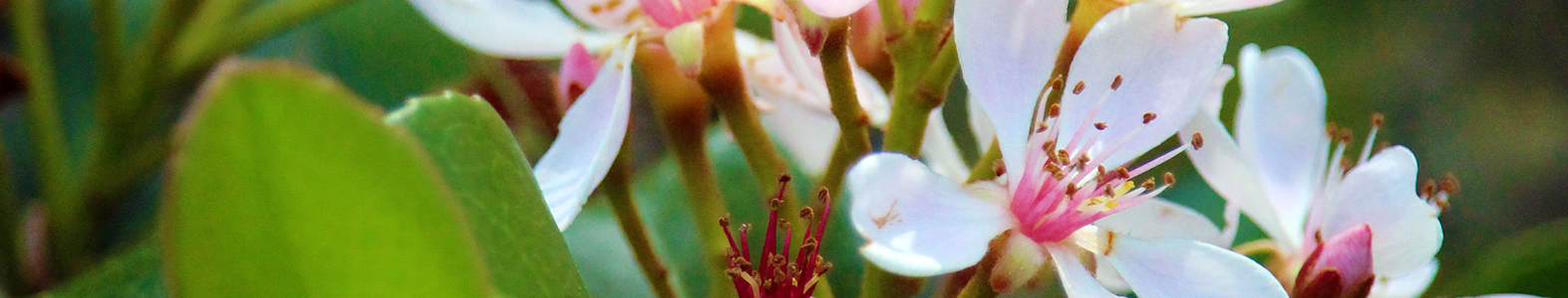 WhiteFlowers