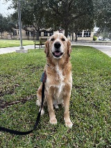 A golden retriever sits outside on the VC quad